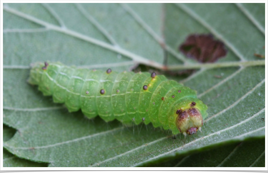 Acronicta vinnula
Delightful Dagger
Noxubee County, Mississippi